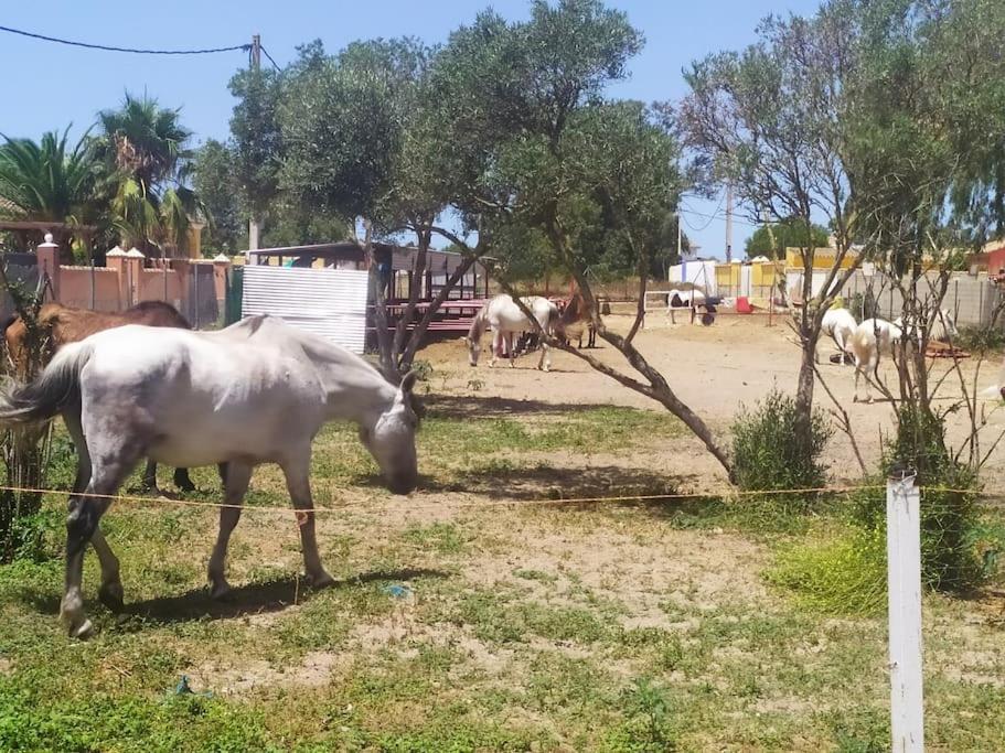 Appartement Granja America à Chiclana de la Frontera Extérieur photo